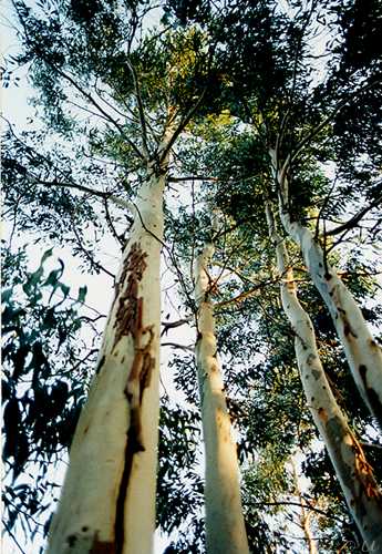   Eucalyptus  photo 