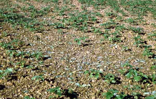 plant détruit par MrleLièvre aménageant son ombre pour l'été