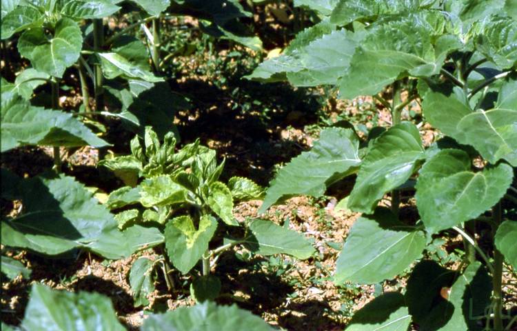 plant nanifié par le mildiou