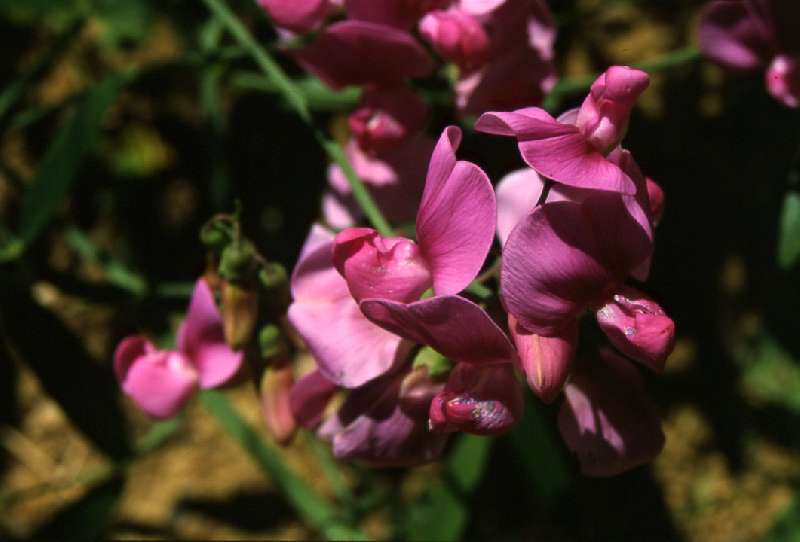  Gesse sylvestre  vue de la fleur 
