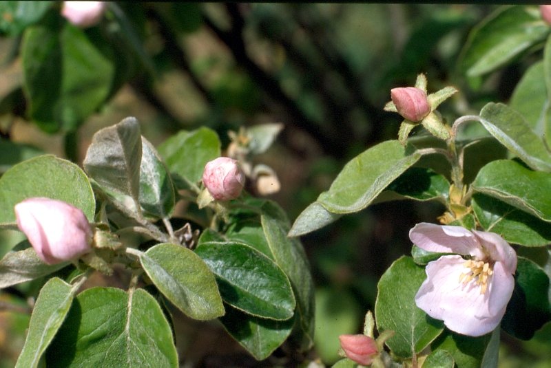   Cognassier  vue de la fleur 