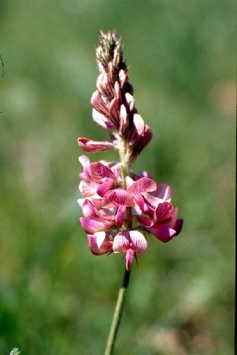  Sainfoin  feuilles de vesce  vue de la fleur 