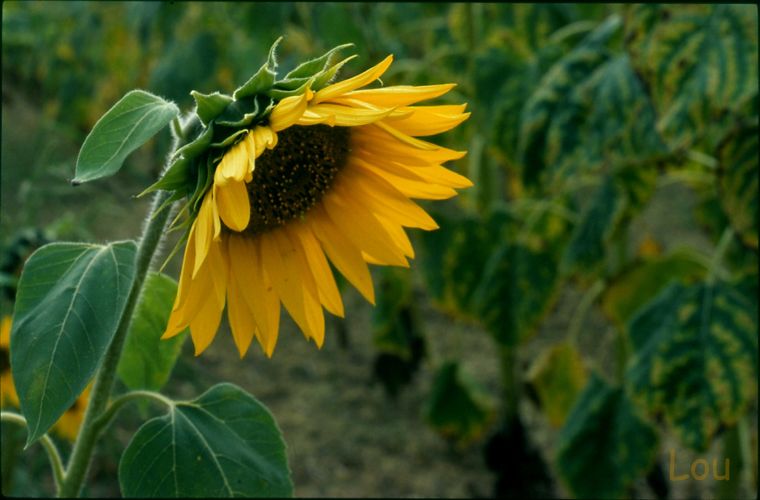 flétrit ses feuilles sous le soleil de plomb de Laricot