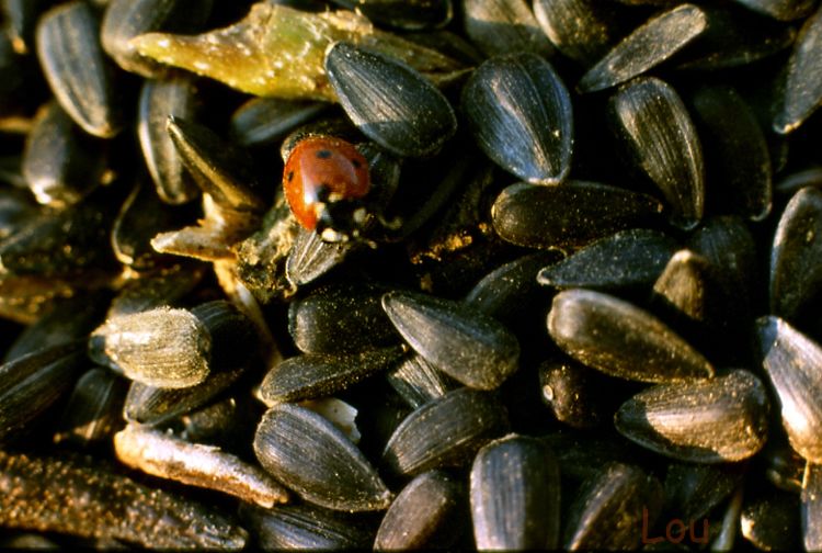 une coccinelle passée sans dégât au travers du batteur de la machine