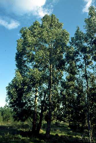   Eucalyptus  les feuilles 