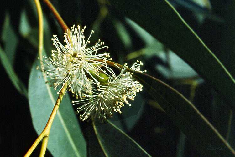   Eucalyptus  vue de la fleur 