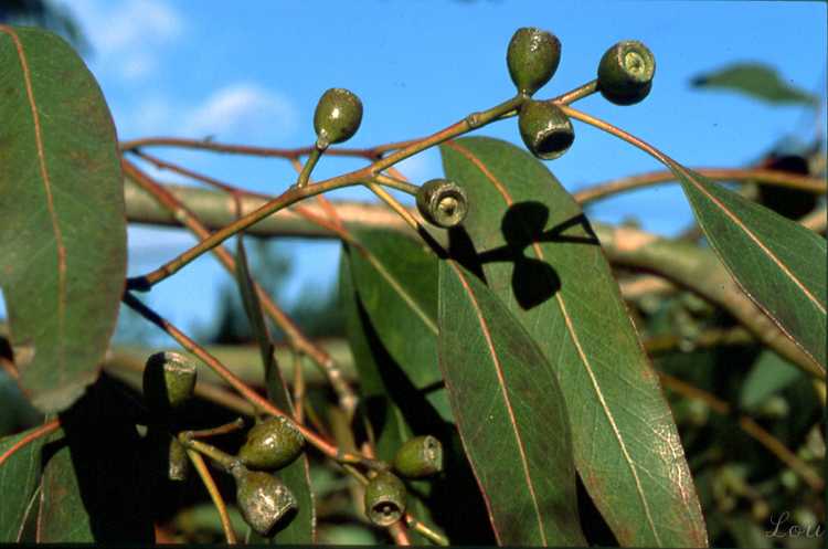   Eucalyptus  la fleur 