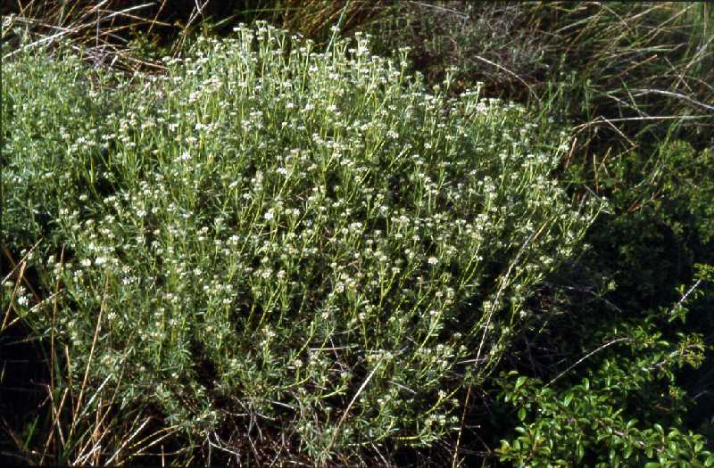  Dorycnium sous-ligneux  vue générale 