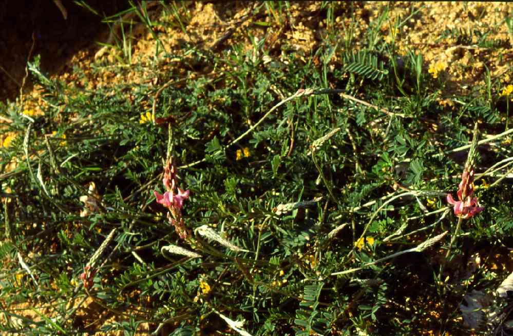   Sainfoin couch  vue gnrale 