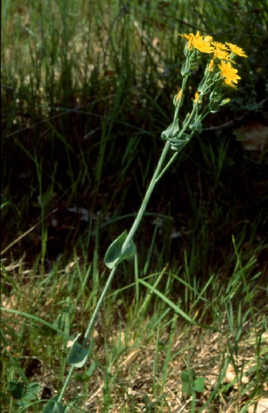  Chlora perfolie  la fleur 