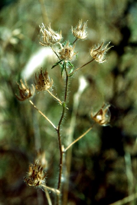   Guimauve hrisse  les feuilles 