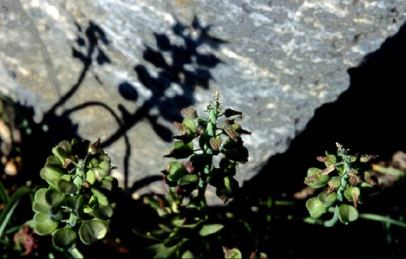  Muscari  grappe  les fruits ou graines 
