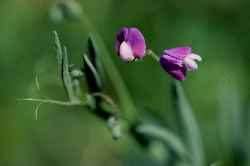   Gesse hrisse  vue de la fleur 