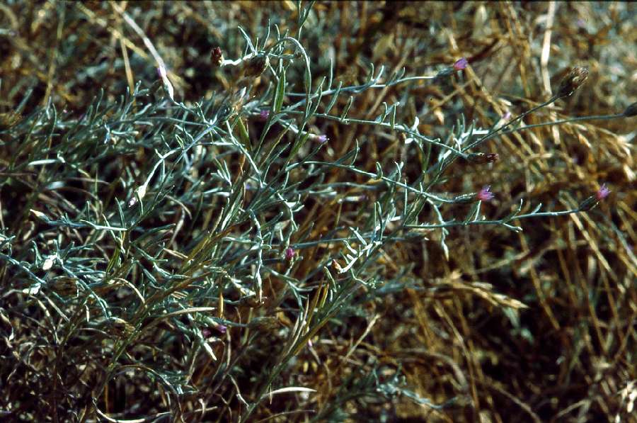  Immortelle cylindrique  vue gnrale 
