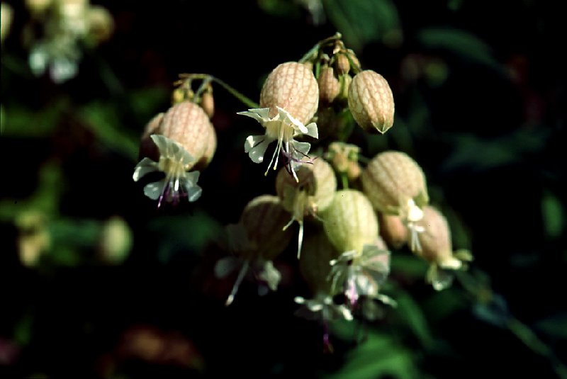  Silne vulgaire  vue de la fleur 