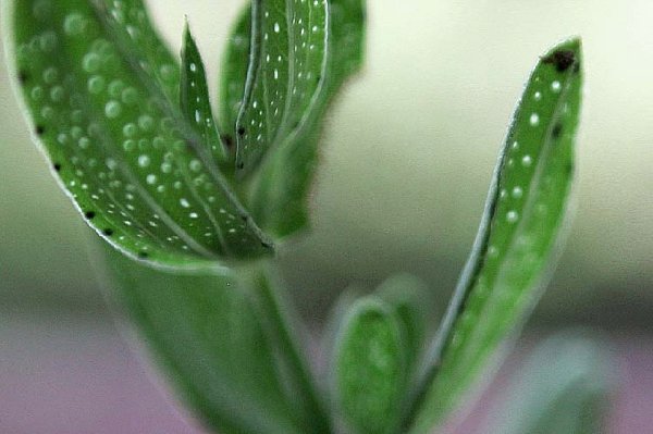   Millepertuis perfor  la fleur 