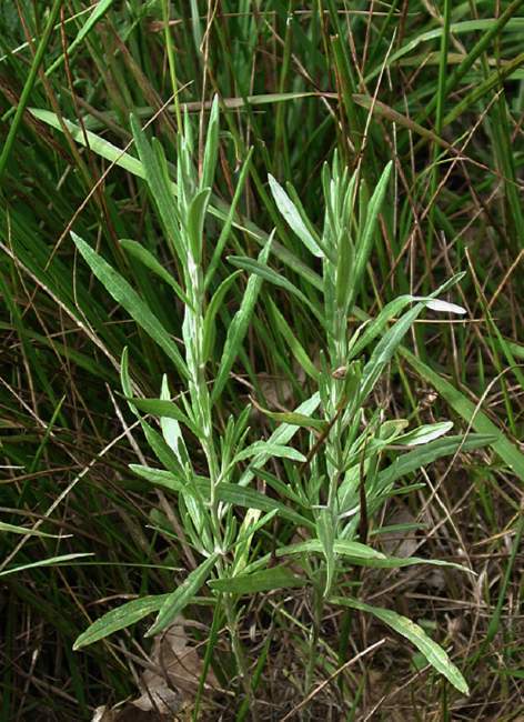  Immortelle cylindrique  la fleur 