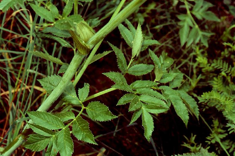   Anglique sylvestre  les feuilles 
