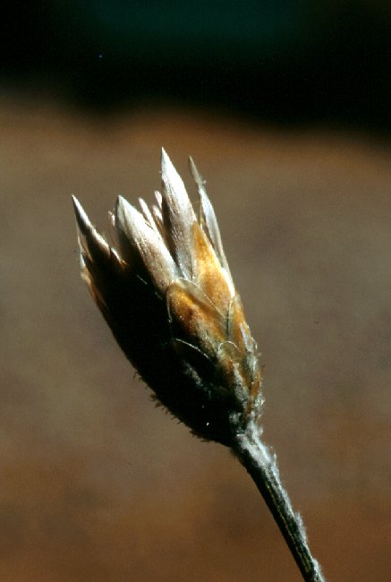  Immortelle cylindrique  les feuilles 