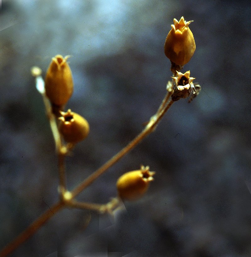  Silne vulgaire  les feuilles 