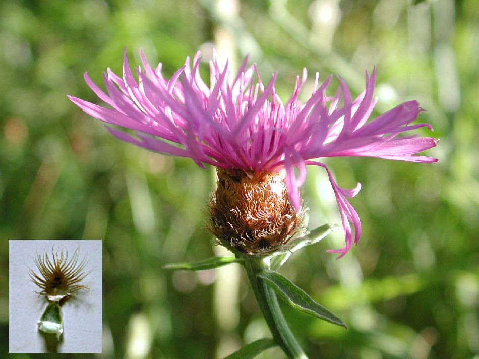  Centaure des prs  vue de la fleur 