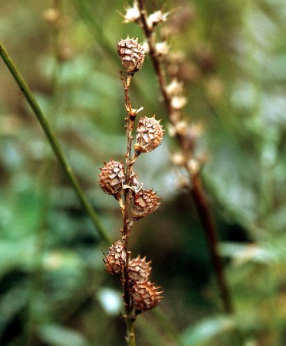  Sainfoin  feuilles de vesce  les feuilles 