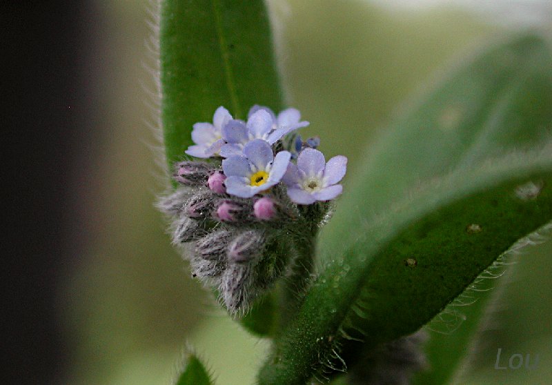  Myosotis des champs  vue de la fleur 
