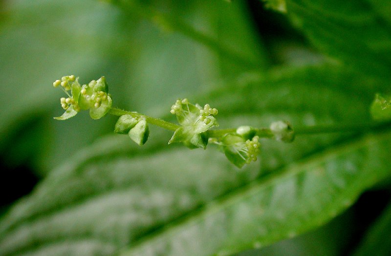  Mercuriale prenne  vue de la fleur 