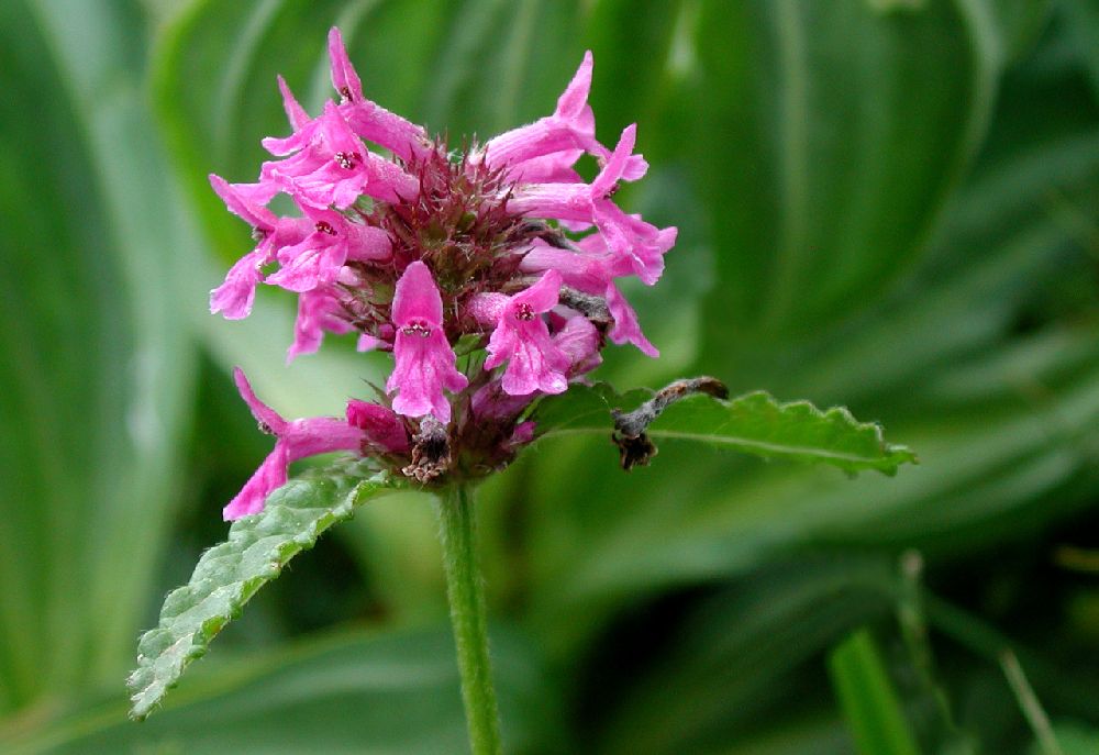  Epiaire officinale  vue de la fleur 