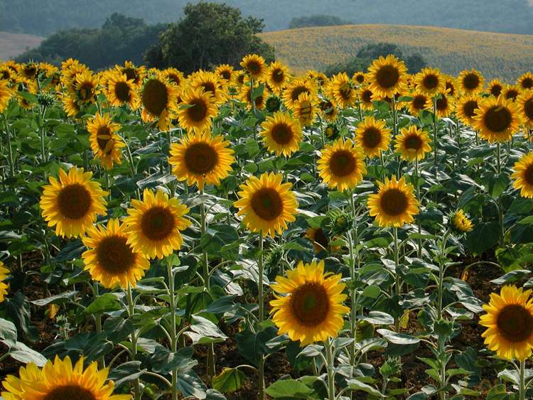 les variétés nouvellements cultivées ont quelques rhumatismes les empêchant de suivre le soleil