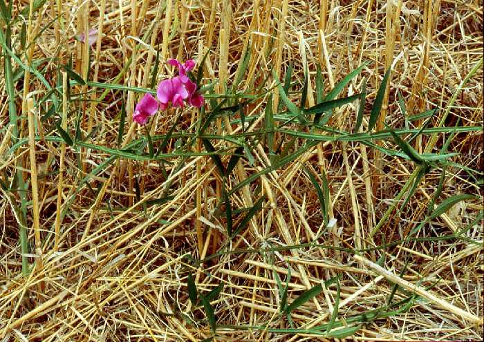   Gesse sylvestre  la fleur 