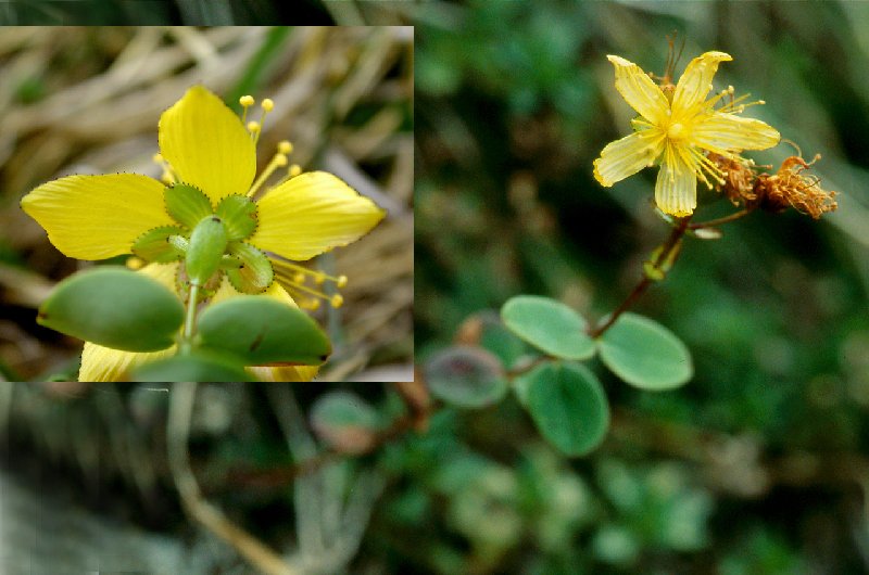   Millepertuis nummulaire  vue de la fleur 