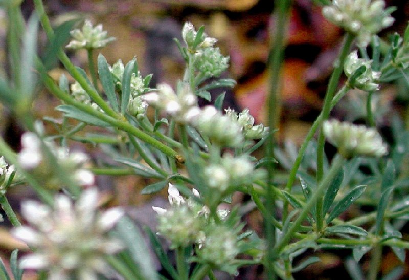  Dorycnium sous-ligneux  la fleur 