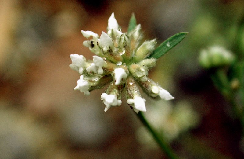  Dorycnium sous-ligneux  vue de la fleur 