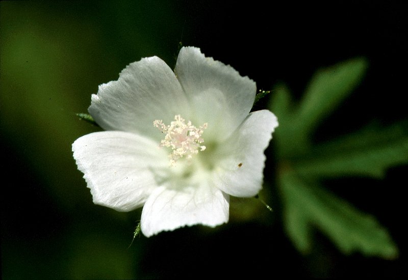   Guimauve hrisse  vue de la fleur 
