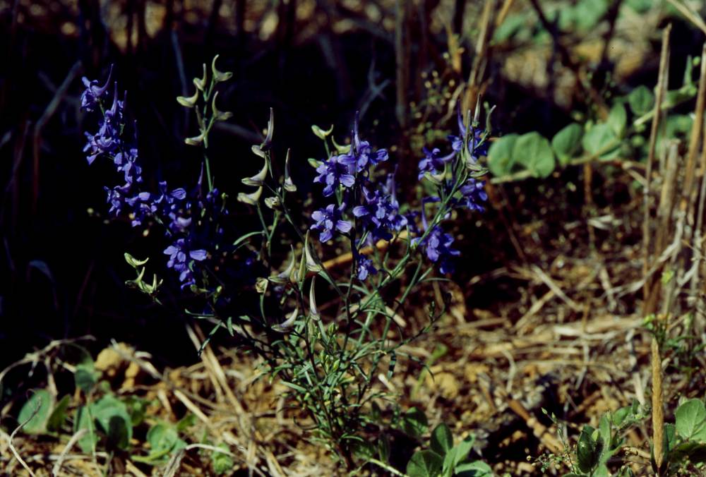   Dauphinelle voyageuse  photo 