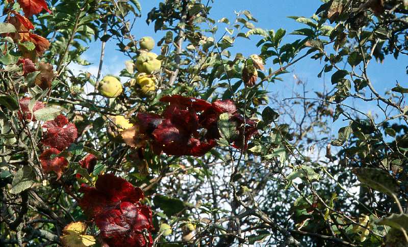   Cognassier  les feuilles 