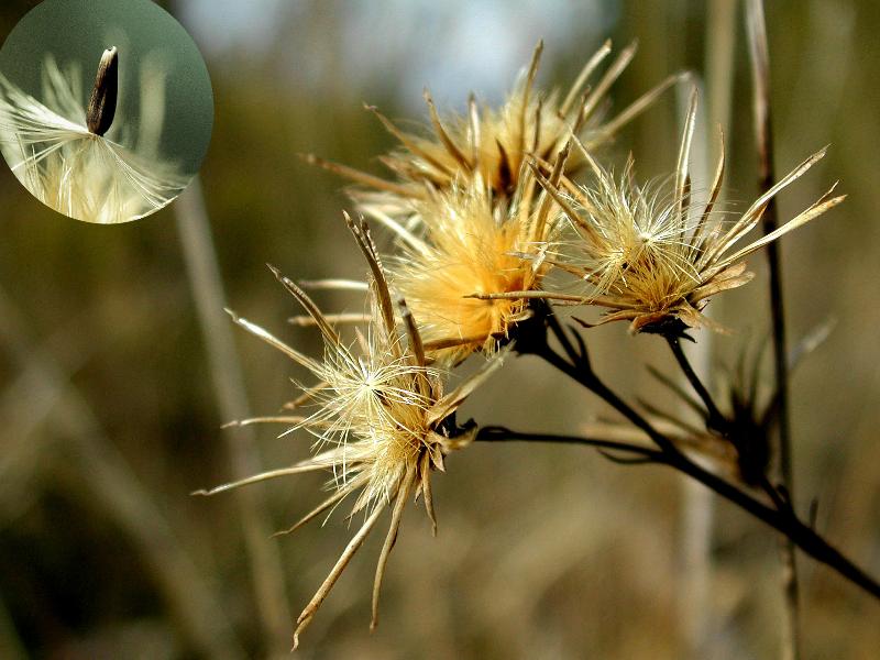  Serratule des Teinturiers  les feuilles 