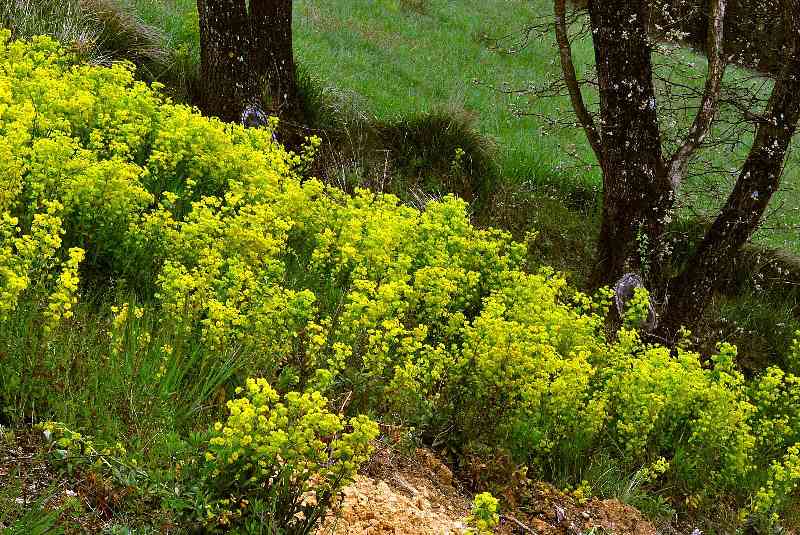   Euphorbe des bois  vue gnrale 