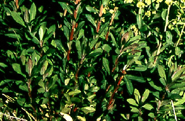   Euphorbe des bois  la fleur 