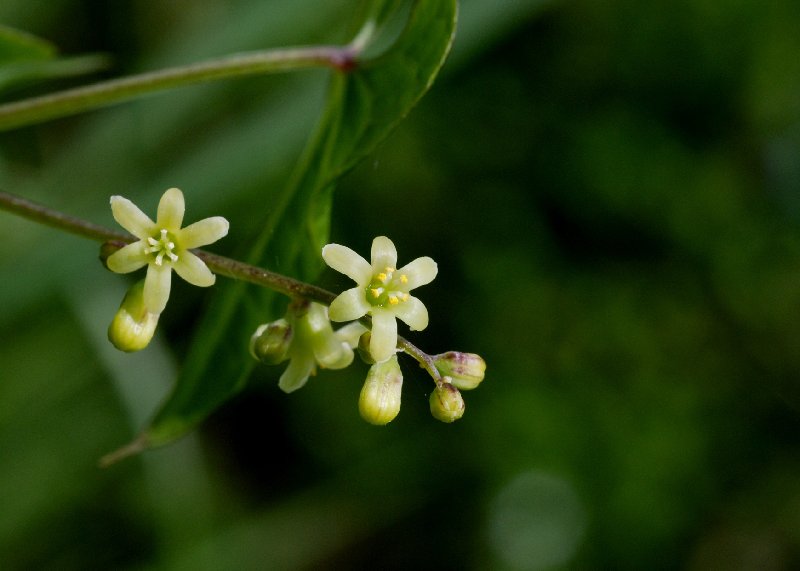   Tamier commun  vue de la fleur 