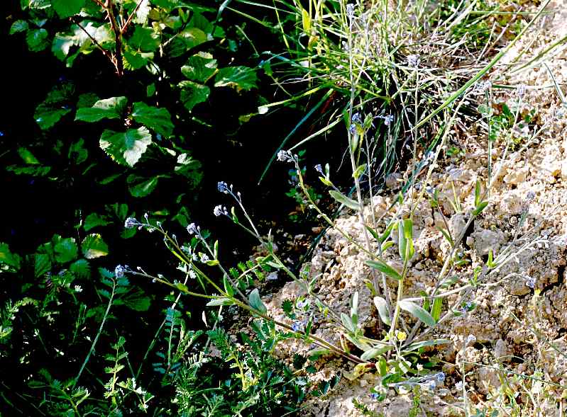  Myosotis des champs  vue gnrale 