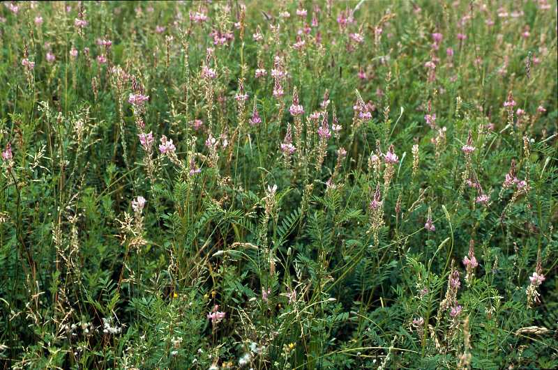  Sainfoin  feuilles de vesce  vue gnrale 