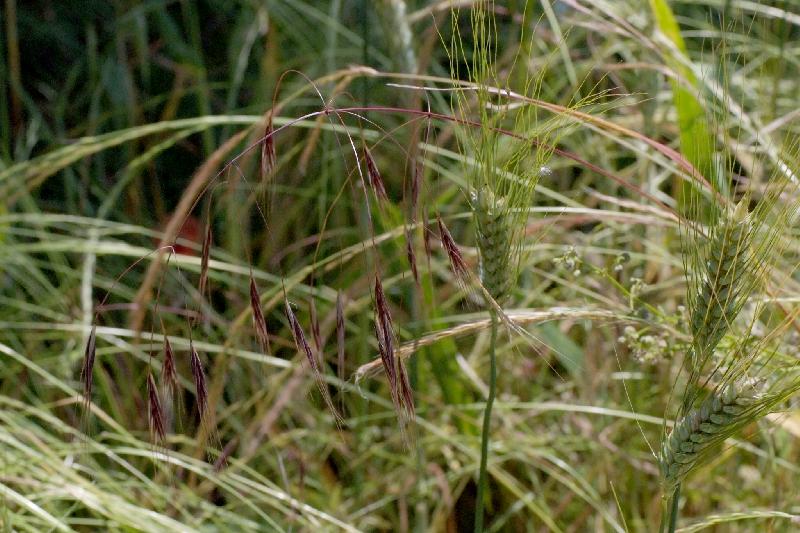   Brome strile  photo 