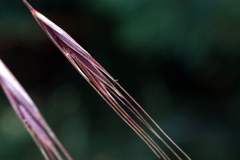   Brome strile  vue de la fleur 