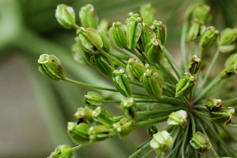   Anglique sylvestre  photo 