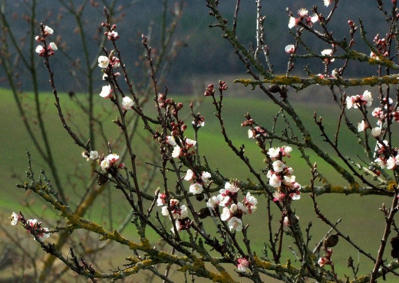  Abricotier vue de la fleur 