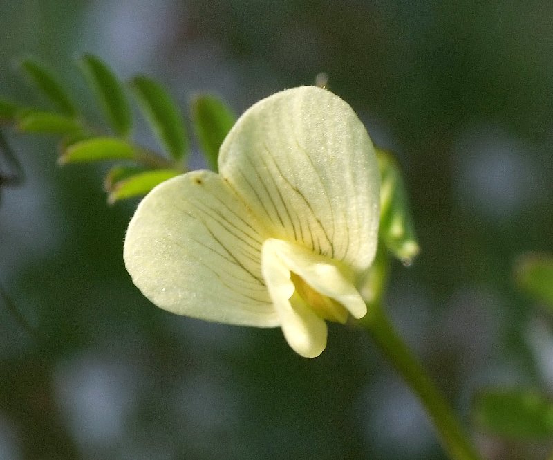   Vesce jaune  vue de la fleur 