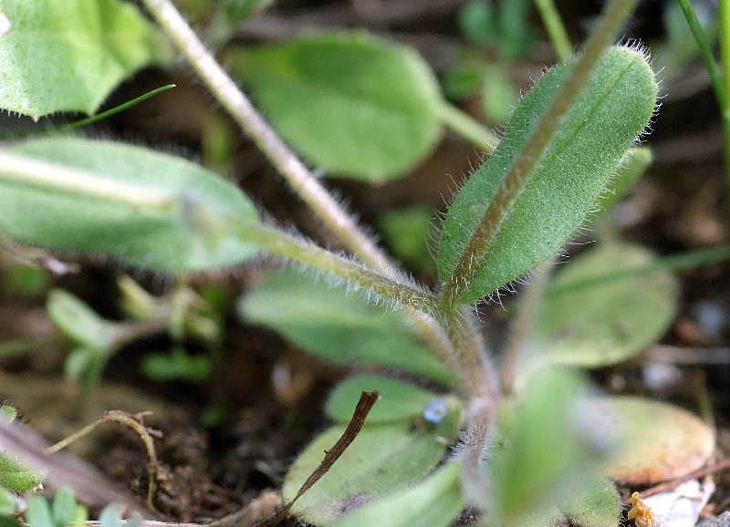  Myosotis des champs  les feuilles 