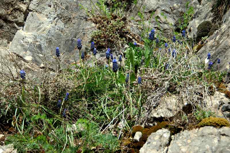  Muscari  grappe  vue gnrale 